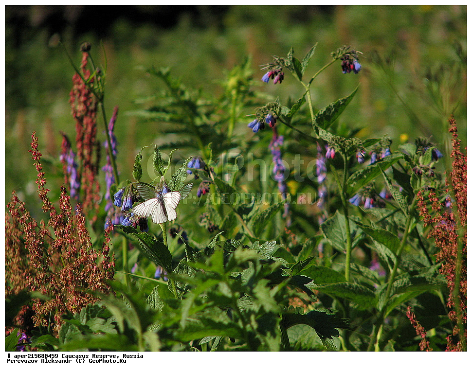 Krasnodar Krai, Republic of Adygea, Karachay�Cherkess Republic, Karachay�Cherkessia, Karachay�Circassia, Karachay�Circassian Republic, Russia, KGZ, the Caucasus, Western Caucasus, Caucasus State Nature Reserve, Kavkazskyy Zapovednik, Caucasian State Nature Biosphere Reserve named H.G. Shaposhnikov, summer, Sub-alpine meadows