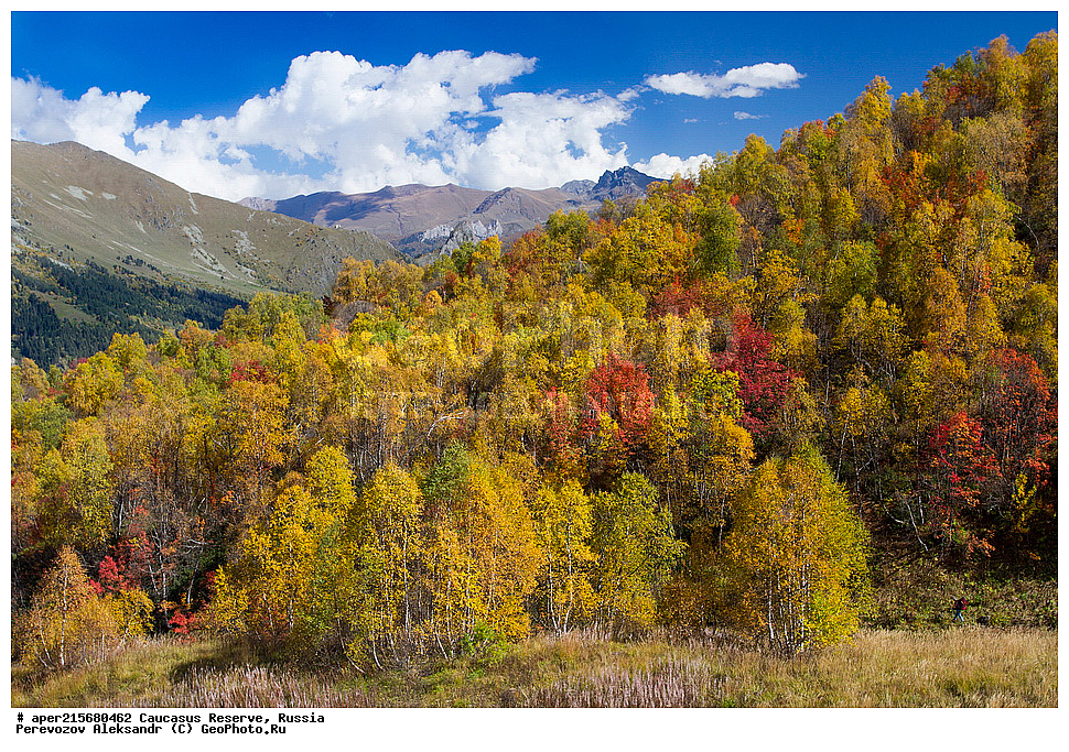 ������������� ����, ���������� ������, ���������-���������� ����������, ������, ���, ������, �������� ������, ���������� ��������������� ����������, ���������� ��������������� ��������� ���������� ���������� ����� �. �. �����������, ���������, �����, �����, ������, ���������, ����������, ��������, , Betula litwinowii, ������, ��������� ����������, ������ ���������, ����������, ���������� ���, ���������� ����, 