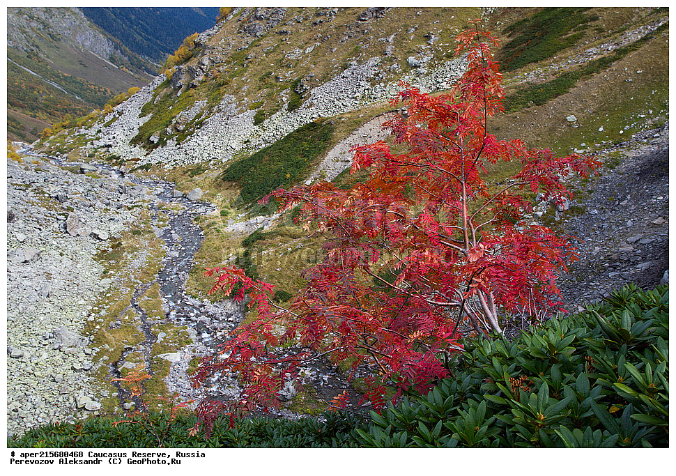 ������������� ����, ���������� ������, ���������-���������� ����������, ������, ���, ������, �������� ������, ���������� ��������������� ����������, ���������� ��������������� ��������� ���������� ���������� ����� �. �. �����������, ������ ��������, �����, ��������, ���������� ��������, ������������ ��������, ������������, �������, �����������, Rosaceae, ������, Sorbus sp., �����, ������ ������������, Sorbus aucuparia, �����, ������, ������, ���������� ����������, XYZ