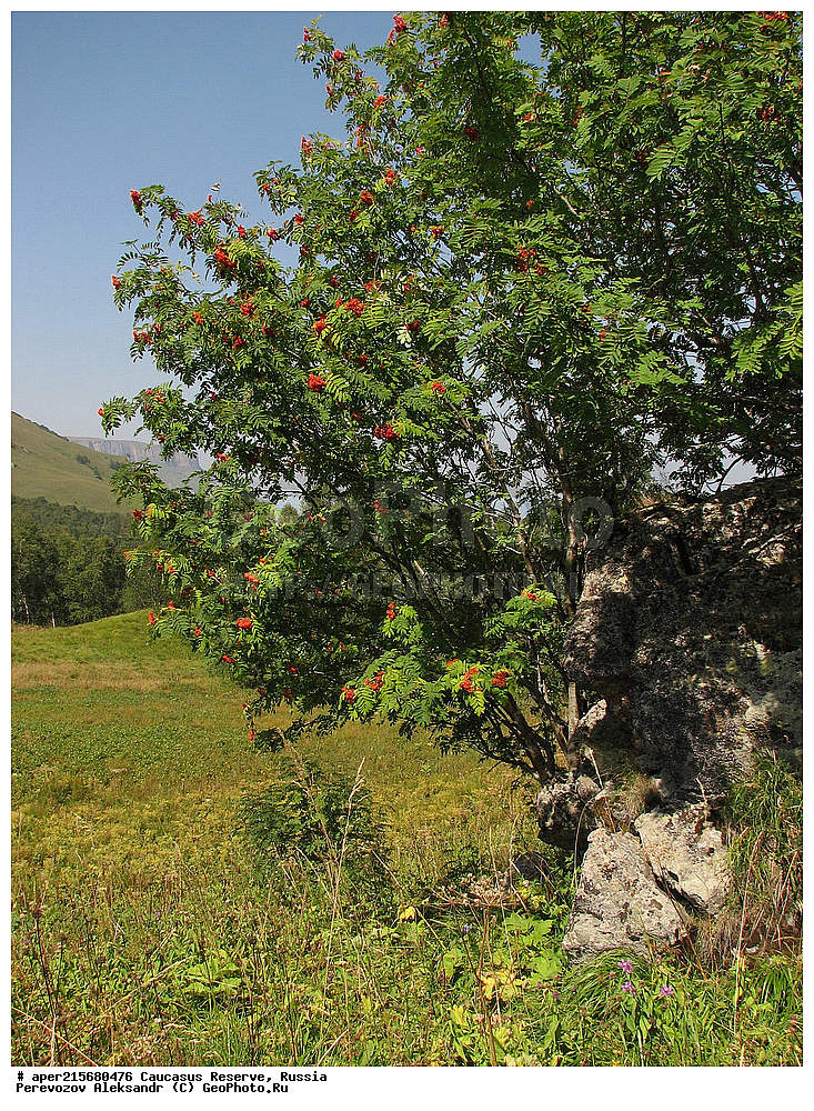 ������������� ����, ���������� ������, ���������-���������� ����������, ������, ���, ������, �������� ������, ���������� ��������������� ����������, ���������� ��������������� ��������� ���������� ���������� ����� �. �. �����������, ������ ��������, �����, ��������, ���������� ��������, ������������ ��������, ������������, �������, �����������, Rosaceae, ������, Sorbus sp., �����, ����, �����, �����, �����, ������ ������������, Sorbus aucuparia, �����, ������, ������, ���������� ����������, XYZ