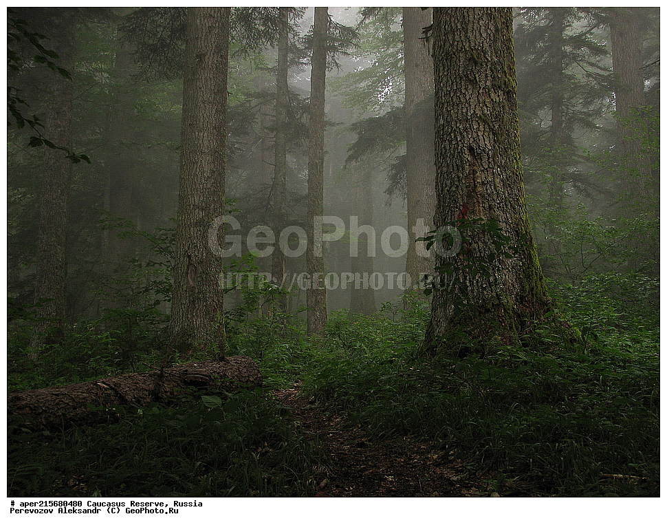  ������������� ����, ���������� ������, ���������-���������� ����������, ������, ���, ������, �������� ������, ���������� ��������������� ����������, ���������� ��������������� ��������� ���������� ���������� ����� �. �. �����������, ���������� � ��������������, �����, �����, ���, ����, ����, ������, ���� �����, ����� ����������, ����� ���������, Abies nordmanniana, ����� ����������, Caucasian fir, Abies nordmanniana, ����� ���������, �����, ����������, 