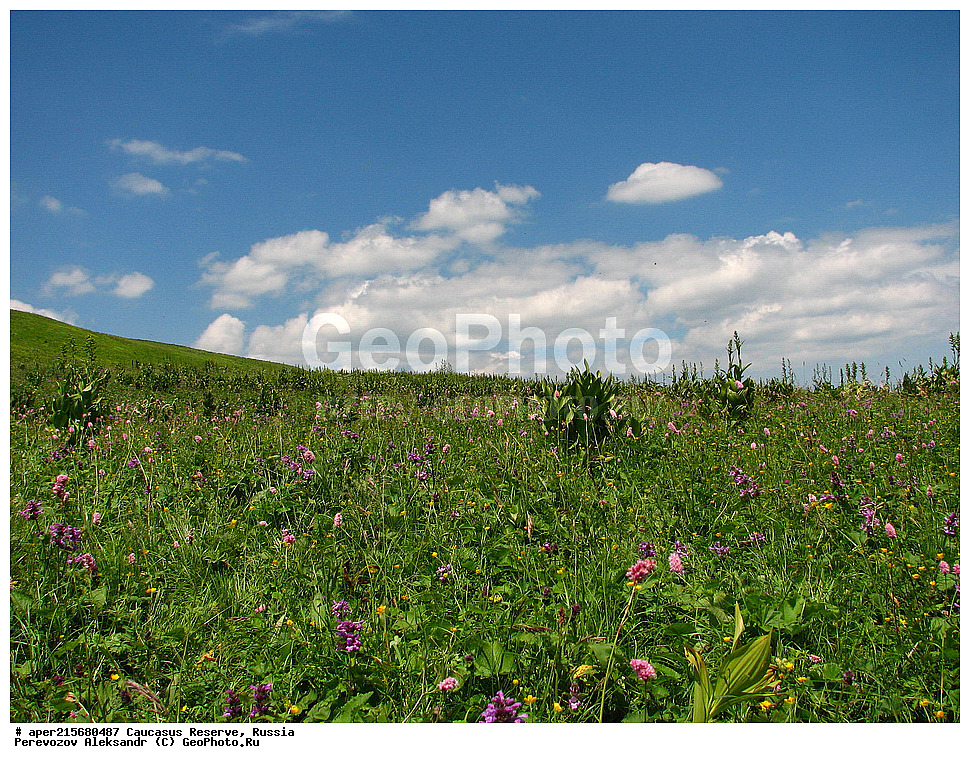 Krasnodar Krai, Republic of Adygea, Karachay�Cherkess Republic, Karachay�Cherkessia, Karachay�Circassia, Karachay�Circassian Republic, Russia, KGZ, the Caucasus, Western Caucasus, Caucasus State Nature Reserve, Kavkazskyy Zapovednik, Caucasian State Nature Biosphere Reserve named H.G. Shaposhnikov, summer, Sub-alpine meadows