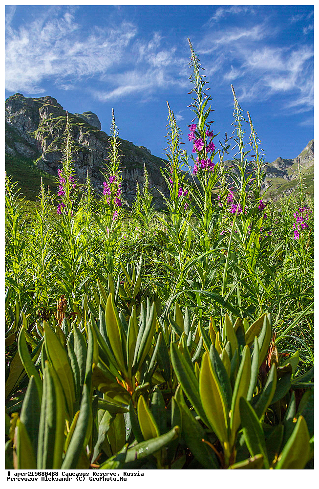 ������������� ����, ���������� ������, ���������-���������� ����������, ������, ���, ������, �������� ������, ���������� ��������������� ����������, ���������� ��������������� ��������� ���������� ���������� ����� �. �. �����������, ����, ������������� ���, ������������� ����, �����, ������, ����