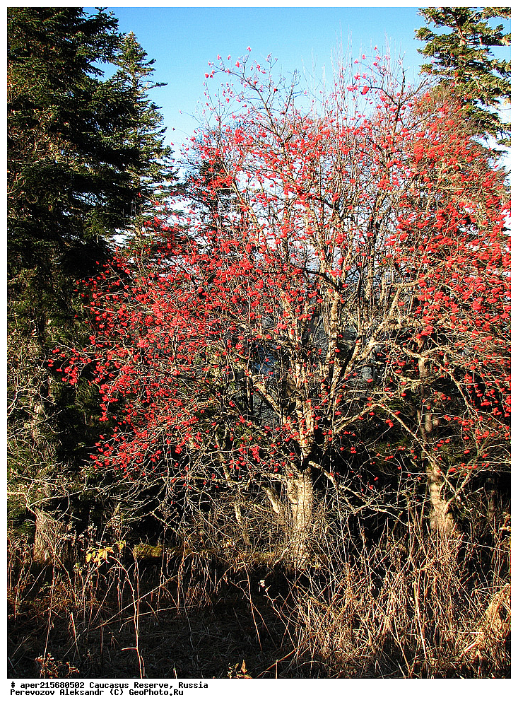 ������������� ����, ���������� ������, ���������-���������� ����������, ������, ���, ������, �������� ������, ���������� ��������������� ����������, ���������� ��������������� ��������� ���������� ���������� ����� �. �. �����������, ������ ��������, �����, ��������, ���������� ��������, ������������ ��������, ������������, �������, �����������, Rosaceae, ������, Sorbus sp., �����, ����, �����, �����, �����, ������ ������������, Sorbus aucuparia, �����, ������, ������, ���������� ����������, XYZ