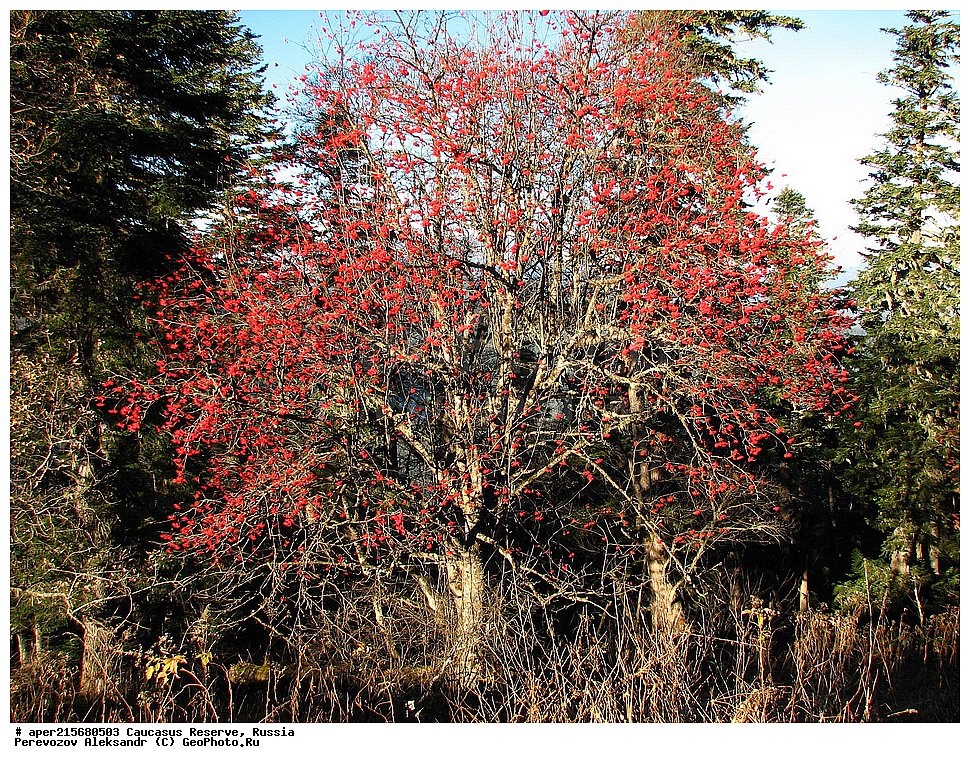 ������������� ����, ���������� ������, ���������-���������� ����������, ������, ���, ������, �������� ������, ���������� ��������������� ����������, ���������� ��������������� ��������� ���������� ���������� ����� �. �. �����������, ������ ��������, �����, ��������, ���������� ��������, ������������ ��������, ������������, �������, �����������, Rosaceae, ������, Sorbus sp., �����, ����, �����, �����, �����, ������ ������������, Sorbus aucuparia, �����, ������, ������, ���������� ����������, XYZ