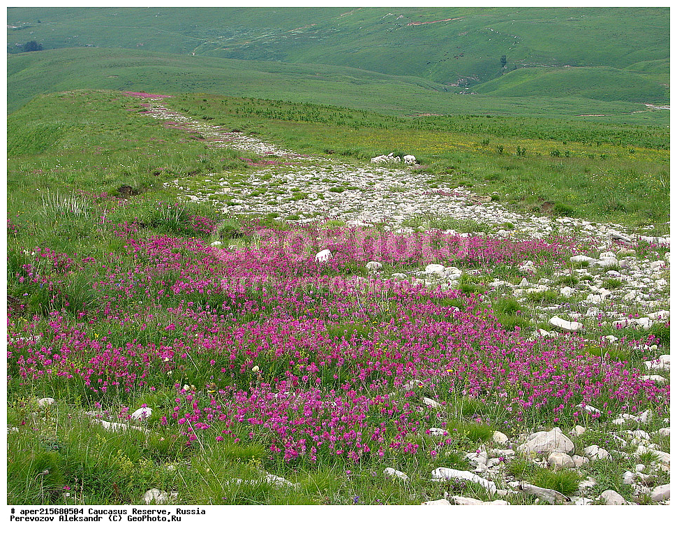 Krasnodar Krai, Republic of Adygea, Karachay�Cherkess Republic, Karachay�Cherkessia, Karachay�Circassia, Karachay�Circassian Republic, Russia, KGZ, the Caucasus, Western Caucasus, Caucasus State Nature Reserve, Kavkazskyy Zapovednik, Caucasian State Nature Biosphere Reserve named H.G. Shaposhnikov, summer, Sub-alpine meadows