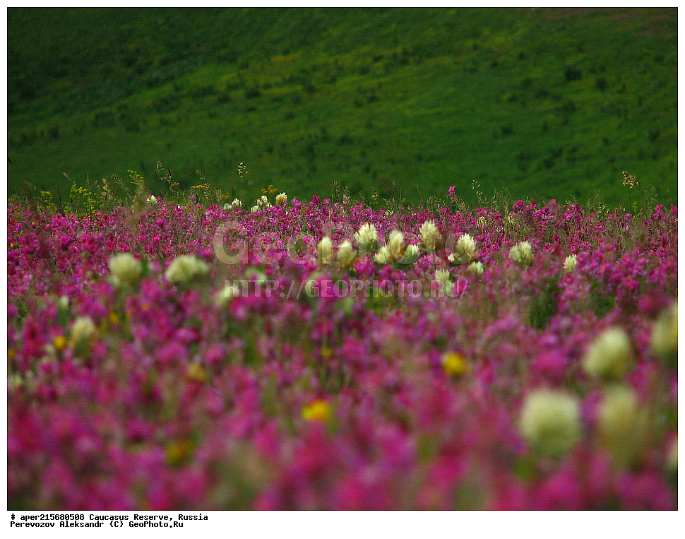Krasnodar Krai, Republic of Adygea, Karachay�Cherkess Republic, Karachay�Cherkessia, Karachay�Circassia, Karachay�Circassian Republic, Russia, KGZ, the Caucasus, Western Caucasus, Caucasus State Nature Reserve, Kavkazskyy Zapovednik, Caucasian State Nature Biosphere Reserve named H.G. Shaposhnikov, summer, Sub-alpine meadows