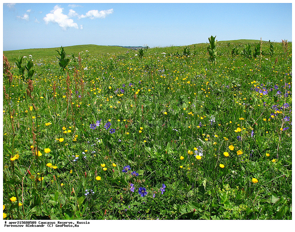 Krasnodar Krai, Republic of Adygea, Karachay�Cherkess Republic, Karachay�Cherkessia, Karachay�Circassia, Karachay�Circassian Republic, Russia, KGZ, the Caucasus, Western Caucasus, Caucasus State Nature Reserve, Kavkazskyy Zapovednik, Caucasian State Nature Biosphere Reserve named H.G. Shaposhnikov, summer, Sub-alpine meadows
