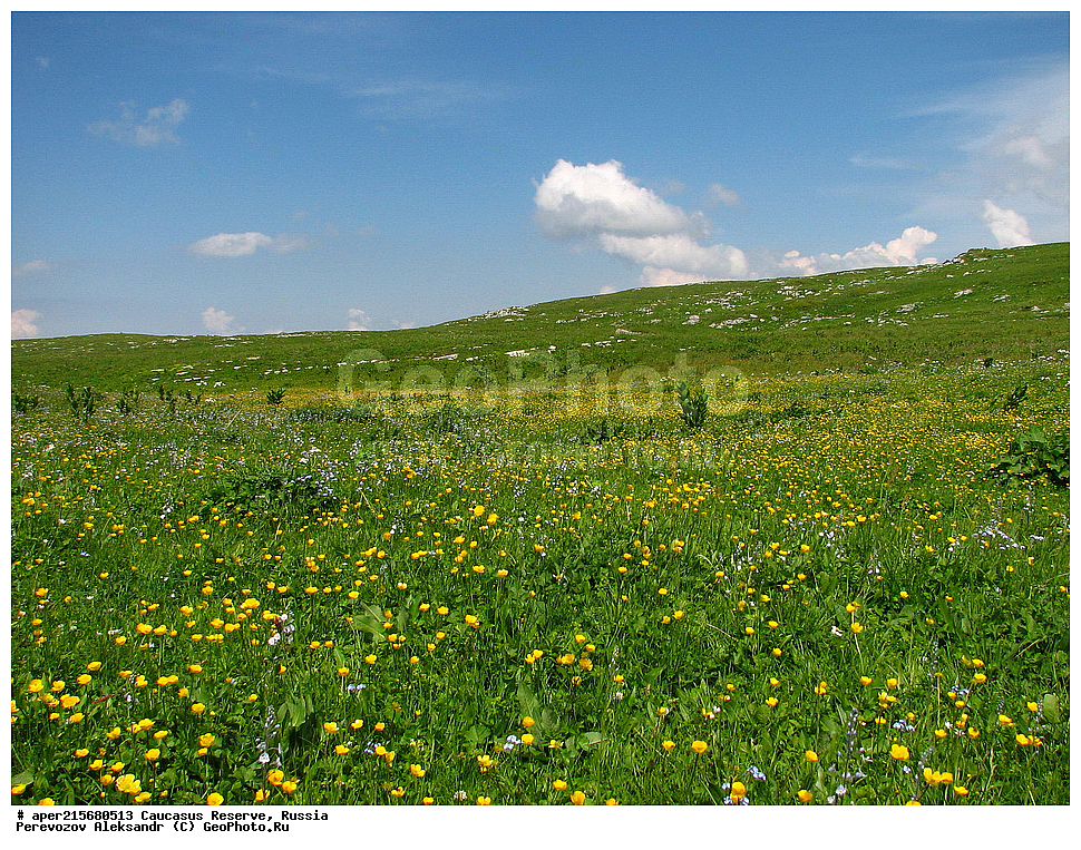 Krasnodar Krai, Republic of Adygea, Karachay�Cherkess Republic, Karachay�Cherkessia, Karachay�Circassia, Karachay�Circassian Republic, Russia, KGZ, the Caucasus, Western Caucasus, Caucasus State Nature Reserve, Kavkazskyy Zapovednik, Caucasian State Nature Biosphere Reserve named H.G. Shaposhnikov, summer, Sub-alpine meadows
