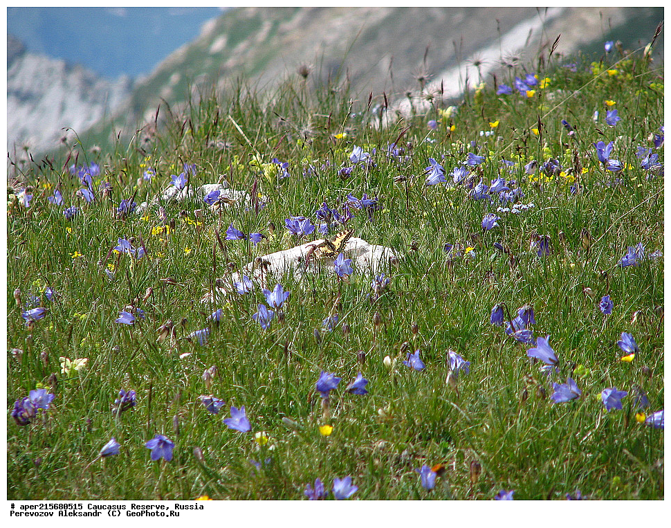 ������������� ����, ���������� ������, ���������-���������� ����������, ������, ���, ������, �������� ������, ���������� ��������������� ����������, ���������� ��������������� ��������� ���������� ���������� ����� �. �. �����������, ����, ������������� ���, ������������� ����, �����, ������, ����