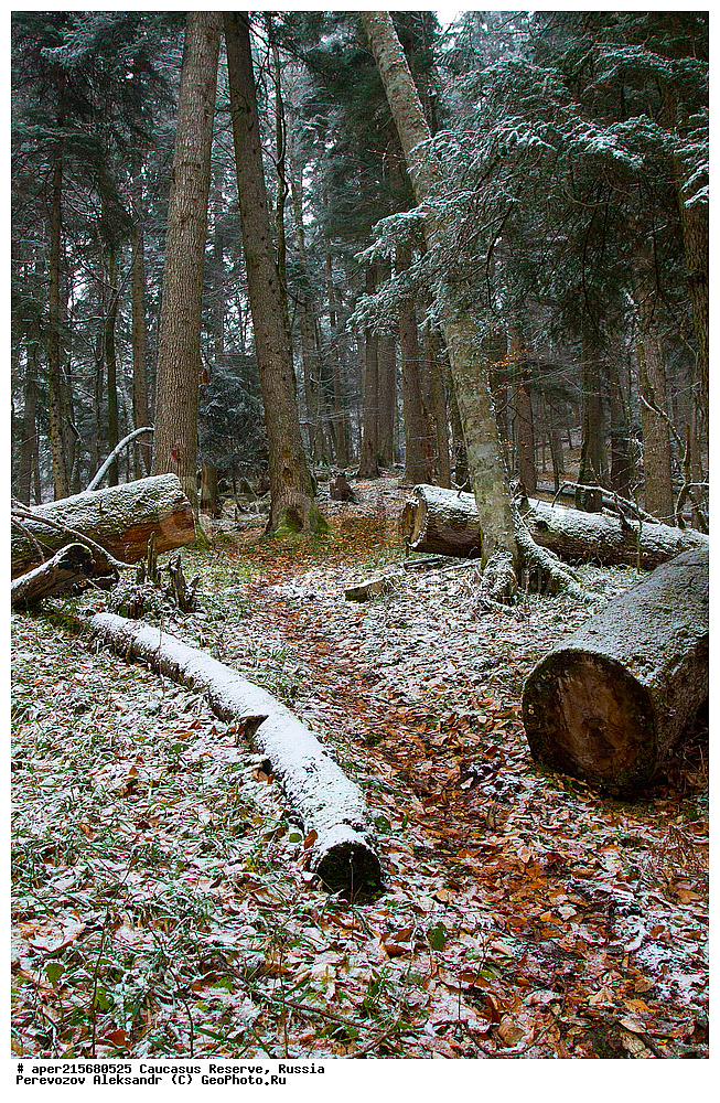 ������������� ����, ���������� ������, ���������-���������� ����������, ������, ���, ������, �������� ������, ���������� ��������������� ����������, ���������� ��������������� ��������� ���������� ���������� ����� �. �. �����������, ���������� � ��������������, �����, �����, ���, ����, ����, ������ ���� �����, ������, ����� ����������, ����� ���������, Abies nordmanniana, ����� ����������, Caucasian fir, Abies nordmanniana, ����� ���������, �����, ����������, 