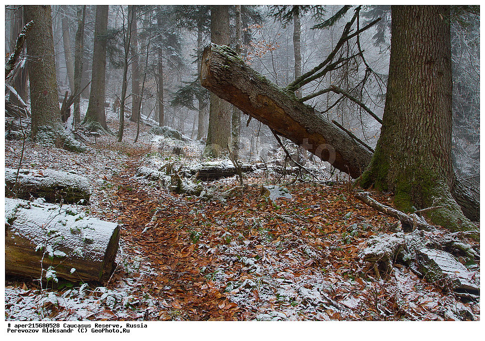 ������������� ����, ���������� ������, ���������-���������� ����������, ������, ���, ������, �������� ������, ���������� ��������������� ����������, ���������� ��������������� ��������� ���������� ���������� ����� �. �. �����������, ���������� � ��������������, �����, �����, ���, ����, ����, ������ ���� �����, ������, ����� ����������, ����� ���������, Abies nordmanniana, ����� ����������, Caucasian fir, Abies nordmanniana, ����� ���������, �����, ����������, 