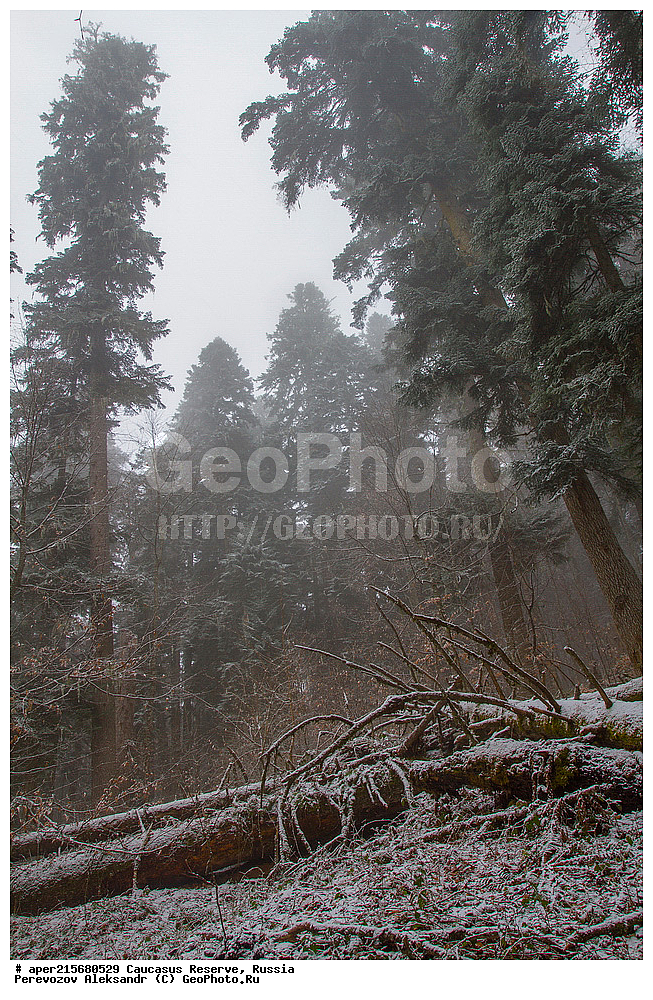 ������������� ����, ���������� ������, ���������-���������� ����������, ������, ���, ������, �������� ������, ���������� ��������������� ����������, ���������� ��������������� ��������� ���������� ���������� ����� �. �. �����������, ���������� � ��������������, �����, �����, ���, ����, ����, ������ ���� �����, ������, ����� ����������, ����� ���������, Abies nordmanniana, ����� ����������, Caucasian fir, Abies nordmanniana, ����� ���������, �����, ����������, 