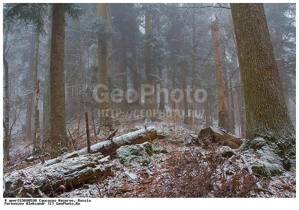 ������������� ����, ���������� ������, ���������-���������� ����������, ������, ���, ������, �������� ������, ���������� ��������������� ����������, ���������� ��������������� ��������� ���������� ���������� ����� �. �. �����������, ���������� � ��������������, �����, �����, ���, ����, ����, ������ ���� �����, ������, ����� ����������, ����� ���������, Abies nordmanniana, ����� ����������, Caucasian fir, Abies nordmanniana, ����� ���������, �����, ����������, 