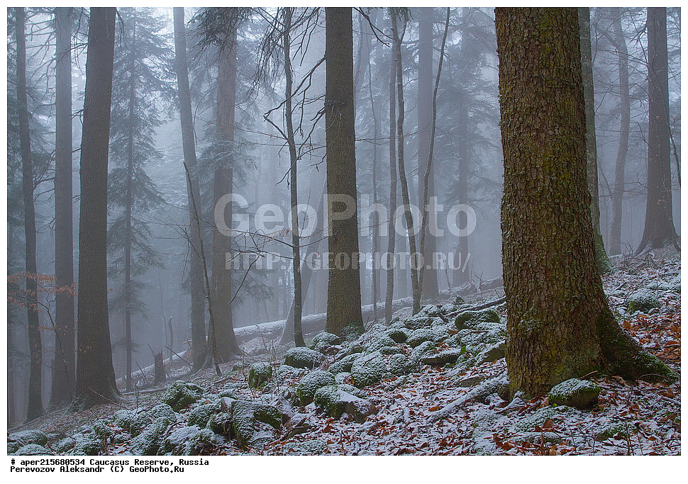 ������������� ����, ���������� ������, ���������-���������� ����������, ������, ���, ������, �������� ������, ���������� ��������������� ����������, ���������� ��������������� ��������� ���������� ���������� ����� �. �. �����������, ���������� � ��������������, �����, �����, ���, ����, ����, ������ ���� �����, ������, ����� ����������, ����� ���������, Abies nordmanniana, ����� ����������, Caucasian fir, Abies nordmanniana, ����� ���������, �����, ����������, 