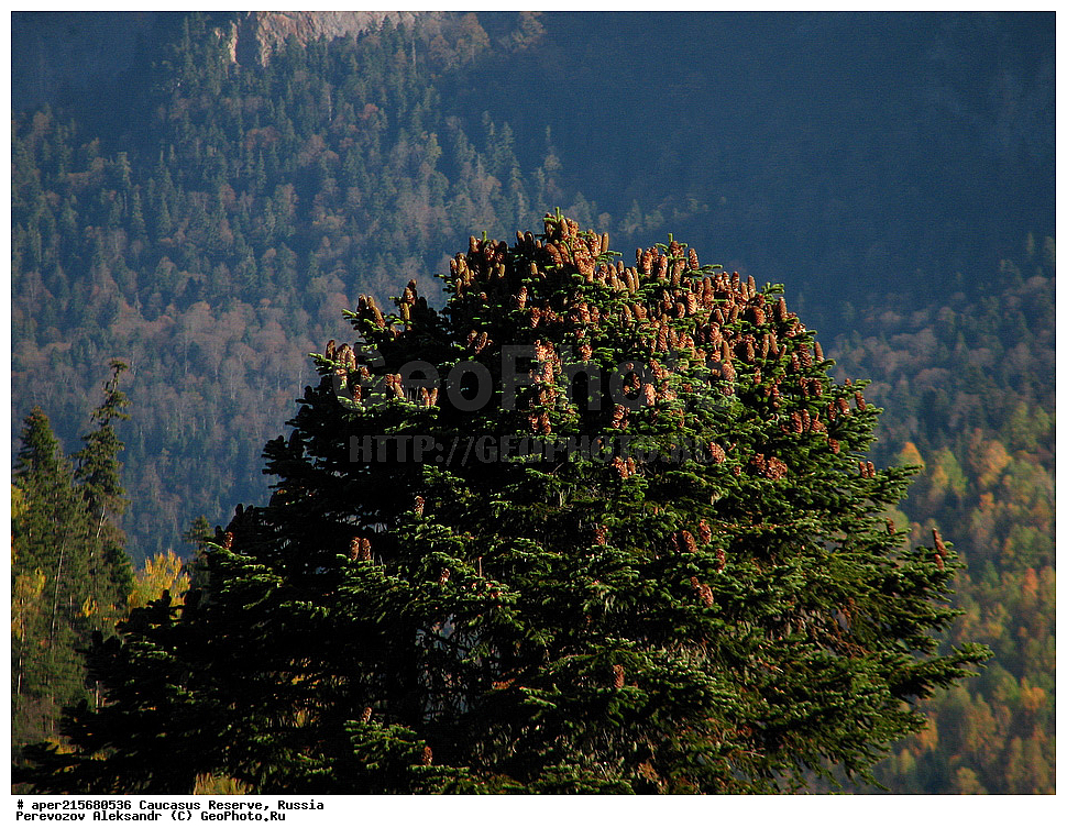 ������������� ����, ���������� ������, ���������-���������� ����������, ������, ���, ������, �������� ������, ���������� ��������������� ����������, ���������� ��������������� ��������� ���������� ���������� ����� �. �. �����������, ���������� � ��������������, �����, �����, ���, ����, �����, ����, ����� ����������, ����� ���������, Abies nordmanniana, ����� ����������, Caucasian fir, Abies nordmanniana, ����� ���������, �����, ����������, 