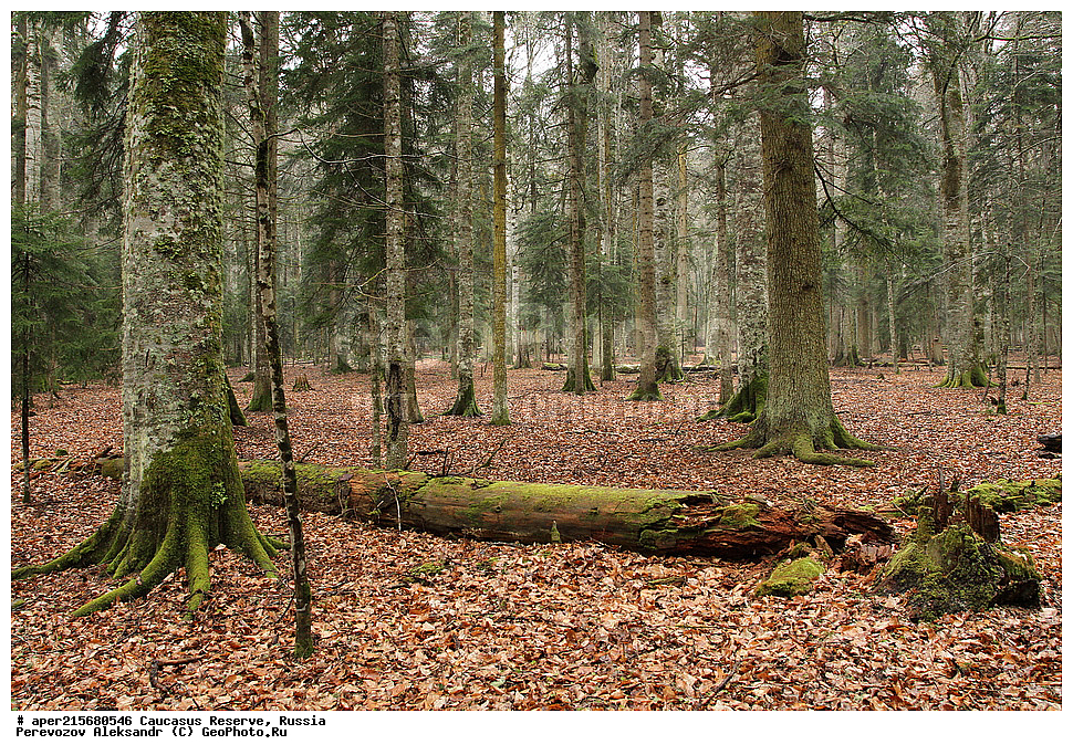 ������������� ����, ���������� ������, ���������-���������� ����������, ������, ���, ������, �������� ������, ���������� ��������������� ����������, ���������� ��������������� ��������� ���������� ���������� ����� �. �. �����������, ���������� � ��������������, �����, �����, �����, ����� ����������, ����� ���������, Abies nordmanniana, ����� ����������, Caucasian fir, Abies nordmanniana, ����� ���������, �����, ����������, 