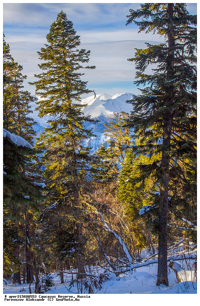 ������������� ����, ���������� ������, ���������-���������� ����������, ������, ���, ������, �������� ������, ���������� ��������������� ����������, ���������� ��������������� ��������� ���������� ���������� ����� �. �. �����������, ���������� � ��������������, �����, �����, ���, ����, ����, ������ ���� �����, ������, ����� ����������, ����� ���������, Abies nordmanniana, ����� ����������, Caucasian fir, Abies nordmanniana, ����� ���������, �����, ����������, 