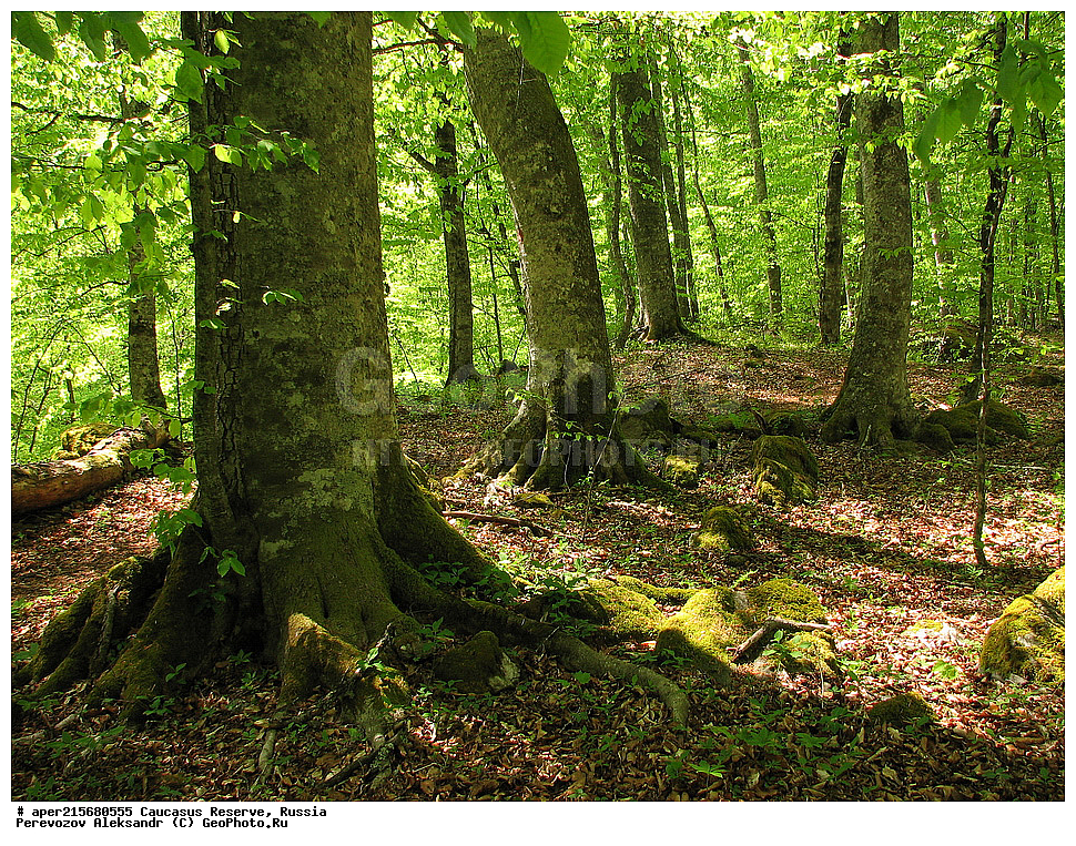 ������������� ����, ���������� ������, ���������-���������� ����������, ������, ���, ������, �������� ������, ���������� ��������������� ����������, ���������� ��������������� ��������� ���������� ���������� ����� �. �. �����������, ����, �������, ������,, ��� ���������, Fagus orientalis, ���, ������, Fagus, Fagus, Fagus orientalis, ��� ���������, �������, �������� ������, ���, ������, ���������� ��������������� ����������, ���������� ��������������� ��������� ���������� ���������� ����� �. �. �����������, ���������-���������� ����������, ���������� ������, ������, ���, ������, ������, ����, ������������� ����