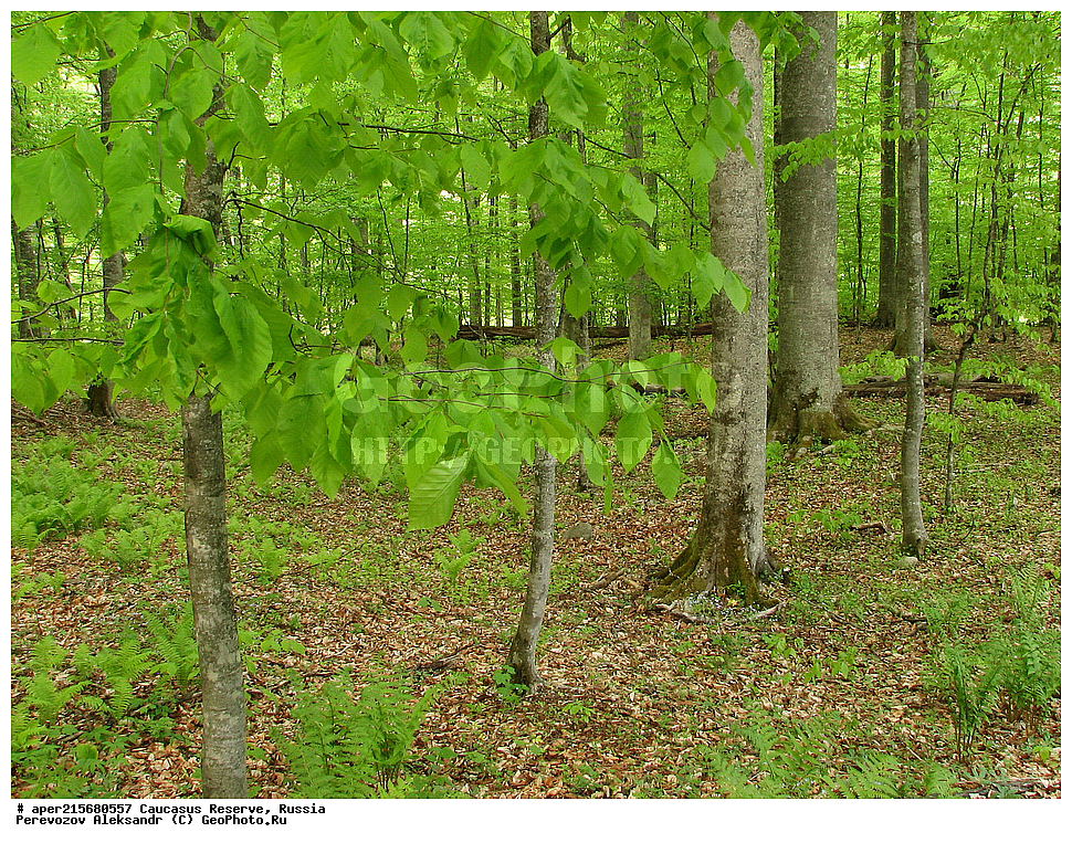 ������������� ����, ���������� ������, ���������-���������� ����������, ������, ���, ������, �������� ������, ���������� ��������������� ����������, ���������� ��������������� ��������� ���������� ���������� ����� �. �. �����������, ����, �������, ������,, ��� ���������, Fagus orientalis, ���, ������, Fagus, Fagus, Fagus orientalis, ��� ���������, �������, �������� ������, ���, ������, ���������� ��������������� ����������, ���������� ��������������� ��������� ���������� ���������� ����� �. �. �����������, ���������-���������� ����������, ���������� ������, ������, ���, ������, ������, ����, ������������� ����