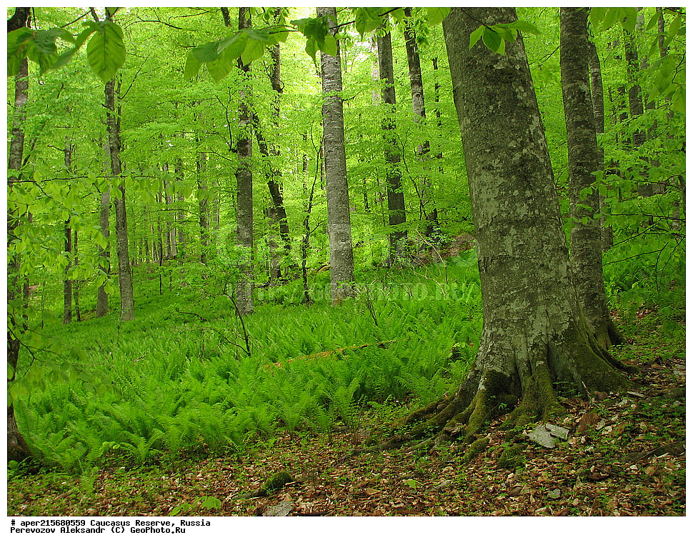 ������������� ����, ���������� ������, ���������-���������� ����������, ������, ���, ������, �������� ������, ���������� ��������������� ����������, ���������� ��������������� ��������� ���������� ���������� ����� �. �. �����������, ����, �������, ������,, ��� ���������, Fagus orientalis, ���, ������, Fagus, Fagus, Fagus orientalis, ��� ���������, �������, �������� ������, ���, ������, ���������� ��������������� ����������, ���������� ��������������� ��������� ���������� ���������� ����� �. �. �����������, ���������-���������� ����������, ���������� ������, ������, ���, ������, ������, ����, ������������� ����