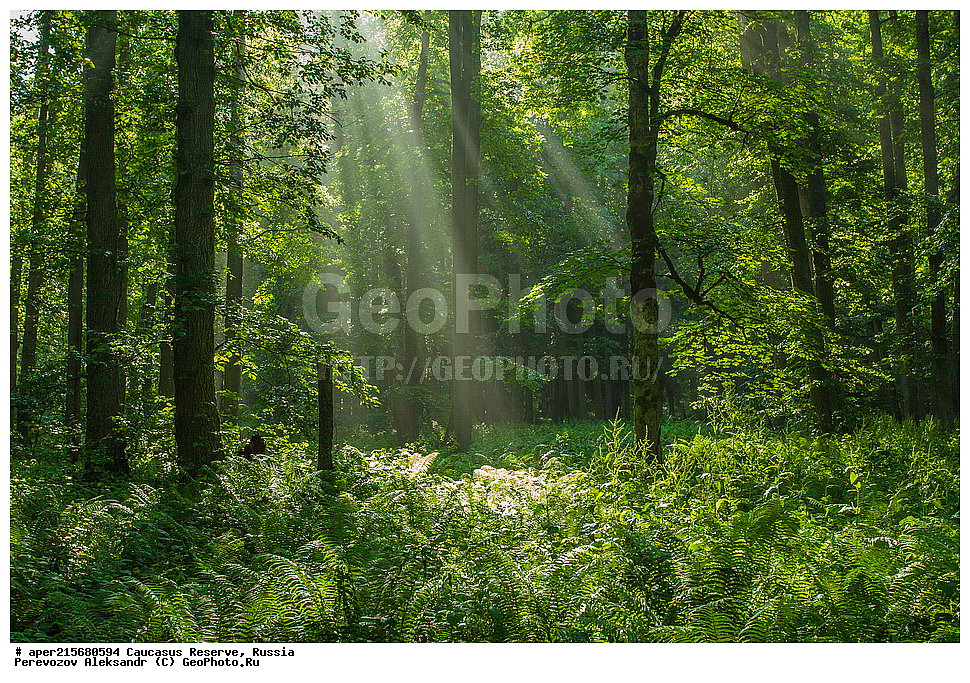 ������������� ����, ���������� ������, ���������-���������� ����������, ������, ���, ������, �������� ������, ���������� ��������������� ����������, ���������� ��������������� ��������� ���������� ���������� ����� �. �. �����������, ���������, ����, �����, ���������, ��������, ���������� ���, ��������� ���, �������������� ���