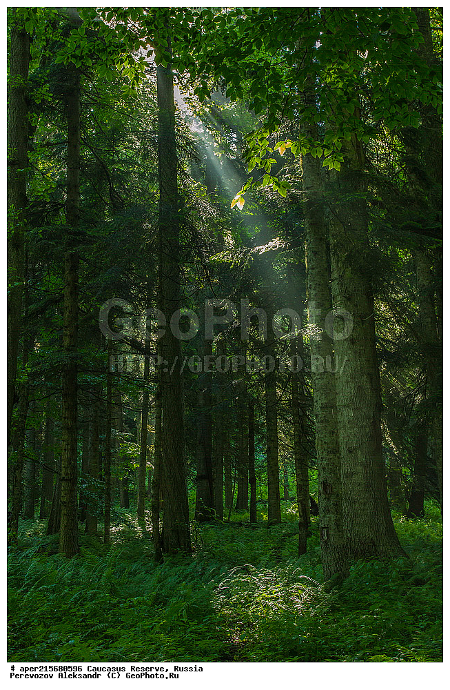 ������������� ����, ���������� ������, ���������-���������� ����������, ������, ���, ������, �������� ������, ���������� ��������������� ����������, ���������� ��������������� ��������� ���������� ���������� ����� �. �. �����������, ���������, ����, �����, ���������, ��������, ���������� ���, ��������� ���, �������������� ���