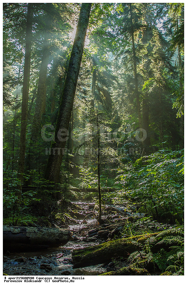 ������������� ����, ���������� ������, ���������-���������� ����������, ������, ���, ������, �������� ������, ���������� ��������������� ����������, ���������� ��������������� ��������� ���������� ���������� ����� �. �. �����������, ���������, ����, �����, ���������, ��������, ���������� ���, ��������� ���, �������������� ���