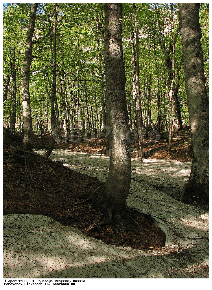 ������������� ����, ���������� ������, ���������-���������� ����������, ������, ���, ������, �������� ������, ���������� ��������������� ����������, ���������� ��������������� ��������� ���������� ���������� ����� �. �. �����������, �����, �������, ������,, ��� ���������, Fagus orientalis, ���, ������, Fagus, Fagus, Fagus orientalis, ��� ���������, �������, �������� ������, ���, ������, ���������� ��������������� ����������, ���������� ��������������� ��������� ���������� ���������� ����� �. �. �����������, ���������-���������� ����������, ���������� ������, ������, ���, ������, ������, ����, ������������� ����