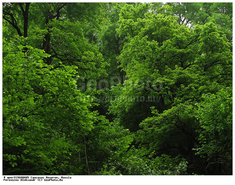 ������������� ����, ���������� ������, ���������-���������� ����������, ������, ���, ������, �������� ������, ���������� ��������������� ����������, ���������� ��������������� ��������� ���������� ���������� ����� �. �. �����������, �������, ������,, ���, Quercus, ��� ����������, Quercus robur, ���, ��� ����������, Quercus robur, ���