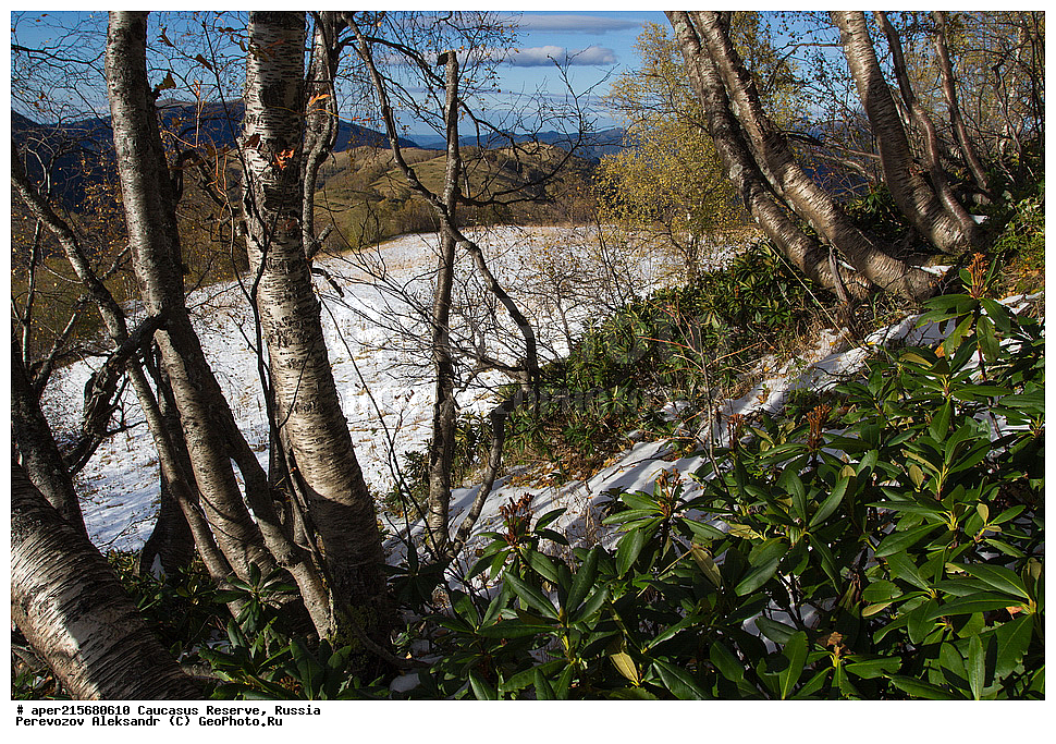 ������������� ����, ���������� ������, ���������-���������� ����������, ������, ���, ������, �������� ������, ���������� ��������������� ����������, ���������� ��������������� ��������� ���������� ���������� ����� �. �. �����������, ���������, �����, �����, ������, ���������, ����������, ��������, , Betula litwinowii, ������, ��������� ����������, ������ ���������, ����������, ���������� ���, ���������� ����, 