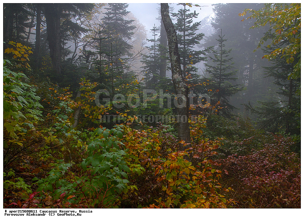 ������������� ����, ���������� ������, ���������-���������� ����������, ������, ���, ������, �������� ������, ���������� ��������������� ����������, ���������� ��������������� ��������� ���������� ���������� ����� �. �. �����������, ���������� � ��������������, �����, �����, ���, ����, �����, ����� ����������, ����� ���������, Abies nordmanniana, ����� ����������, Caucasian fir, Abies nordmanniana, ����� ���������, �����, ����������, 