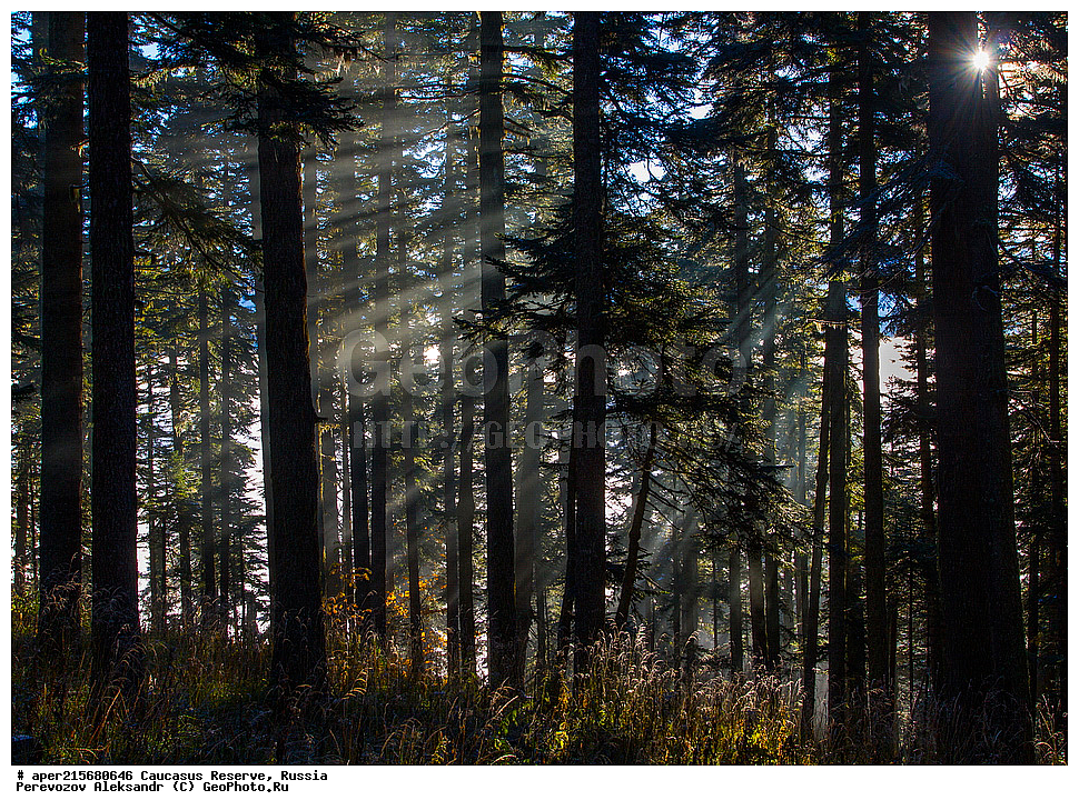 ������������� ����, ���������� ������, ���������-���������� ����������, ������, ���, ������, �������� ������, ���������� ��������������� ����������, ���������� ��������������� ��������� ���������� ���������� ����� �. �. �����������, ���������� � ��������������, �����, �����, ���, ����, �����, ����� ����������, ����� ���������, Abies nordmanniana, ����� ����������, Caucasian fir, Abies nordmanniana, ����� ���������, �����, ����������, 