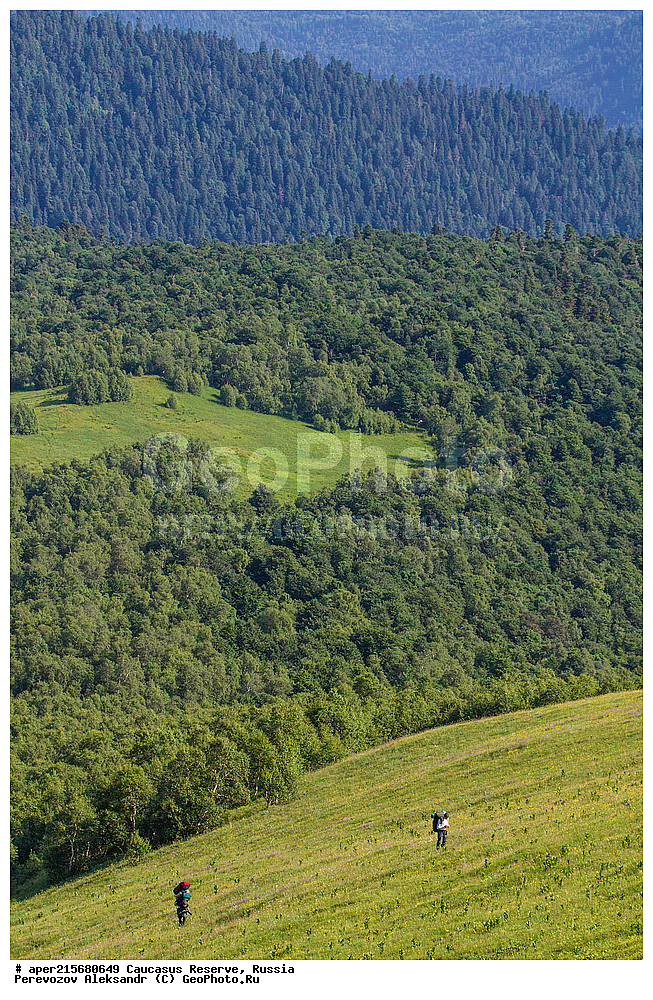 ������������� ����, ���������� ������, ���������-���������� ����������, ������, ���, ������, �������� ������, ���������� ��������������� ����������, ���������� ��������������� ��������� ���������� ���������� ����� �. �. �����������, ���������, �����, ������, ����, ���������, ����������, ��������, , Betula litwinowii, ������, ��������� ����������, ������ ���������, ����������, ���������� ���, ���������� ����, 