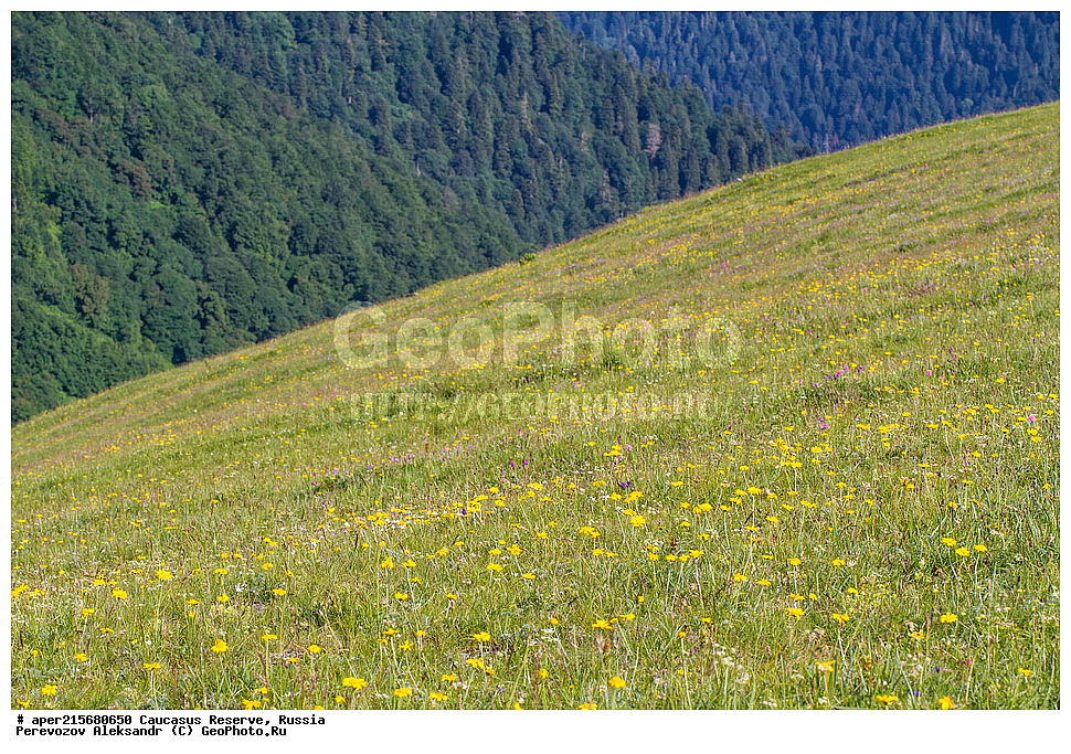 Krasnodar Krai, Republic of Adygea, Karachay�Cherkess Republic, Karachay�Cherkessia, Karachay�Circassia, Karachay�Circassian Republic, Russia, KGZ, the Caucasus, Western Caucasus, Caucasus State Nature Reserve, Kavkazskyy Zapovednik, Caucasian State Nature Biosphere Reserve named H.G. Shaposhnikov, summer, Sub-alpine meadows
