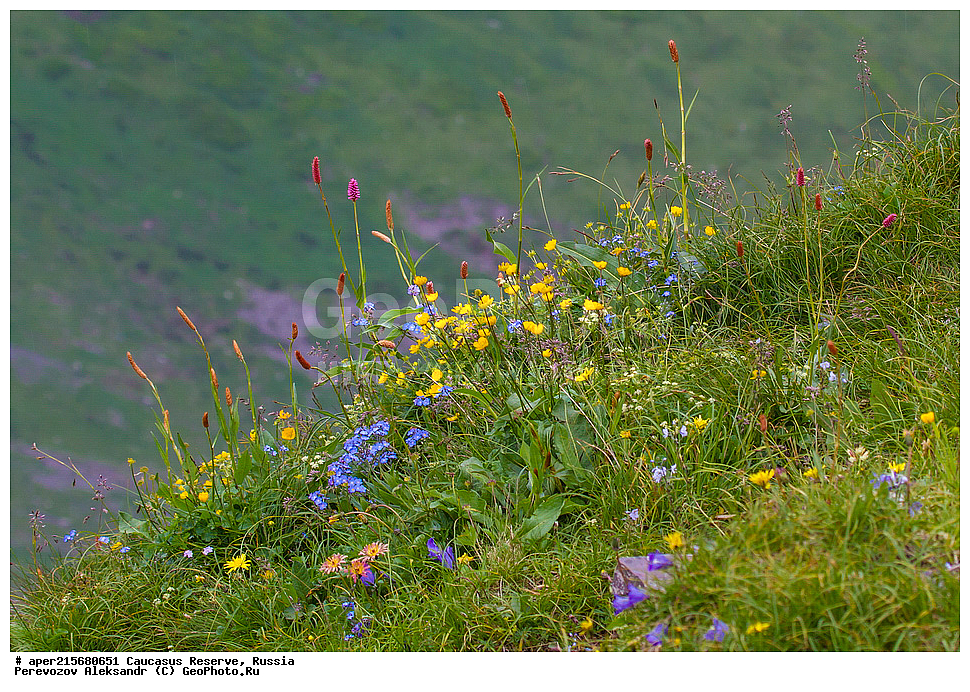Krasnodar Krai, Republic of Adygea, Karachay�Cherkess Republic, Karachay�Cherkessia, Karachay�Circassia, Karachay�Circassian Republic, Russia, KGZ, the Caucasus, Western Caucasus, Caucasus State Nature Reserve, Kavkazskyy Zapovednik, Caucasian State Nature Biosphere Reserve named H.G. Shaposhnikov, summer, Sub-alpine meadows
