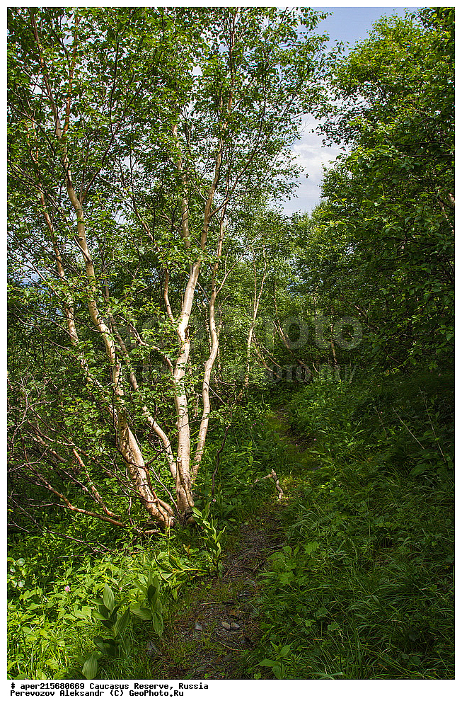 ������������� ����, ���������� ������, ���������-���������� ����������, ������, ���, ������, �������� ������, ���������� ��������������� ����������, ���������� ��������������� ��������� ���������� ���������� ����� �. �. �����������, ���������, �����, ������, ����, ���������, ����������, ��������, , Betula litwinowii, ������, ��������� ����������, ������ ���������, ����������, ���������� ���, ���������� ����, 