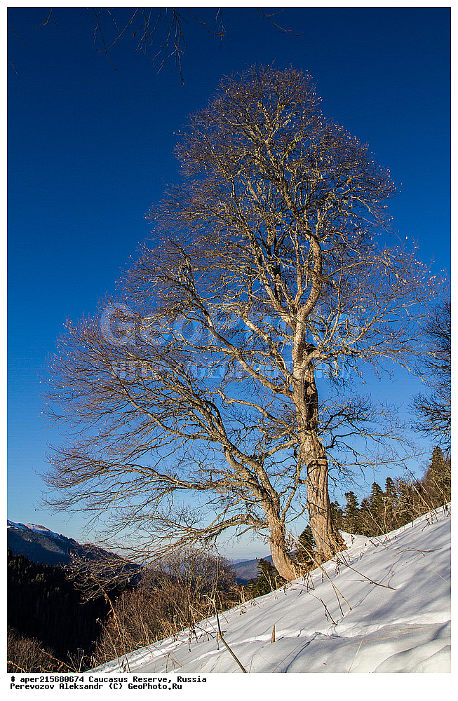 ������������� ����, ���������� ������, ���������-���������� ����������, ������, ���, ������, �������� ������, ���������� ��������������� ����������, ���������� ��������������� ��������� ���������� ���������� ����� �. �. �����������, ������ ��������, �����, ��������, ���������� ��������, ������������ ��������, ��������, ����������, Aceraceae, Sapindaceae, ��� ������������, ��� ������������, ��� ������������, ��� ������������, ��� ������������, ��� ������������, Acer trautvetteri, Acer heldreichii ssp. trautvetteri, ����, �����, ������, ������, ���������� ����������