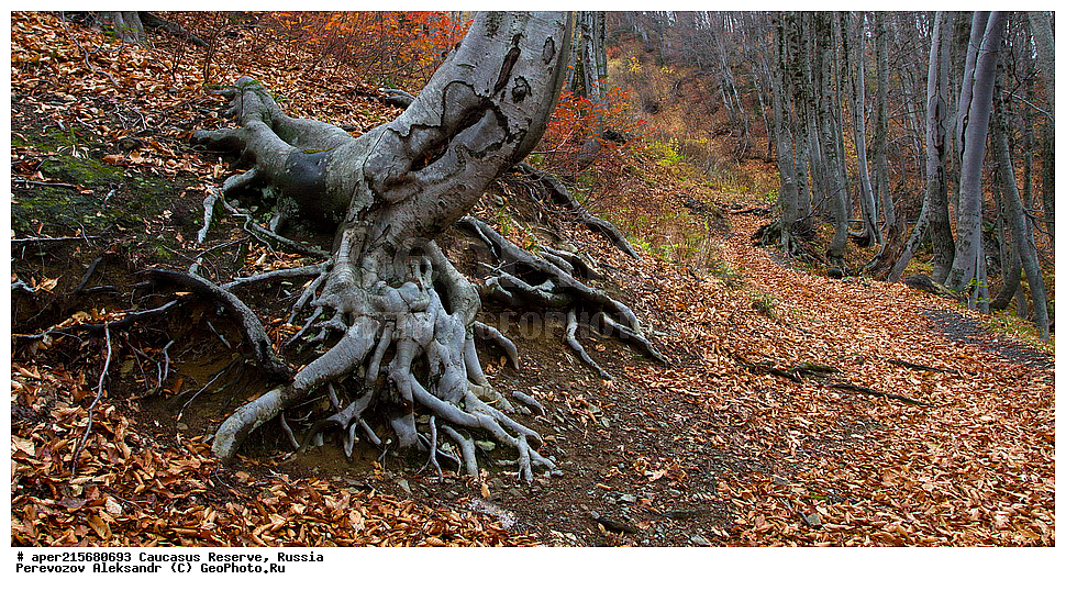 ������������� ����, ���������� ������, ���������-���������� ����������, ������, ���, ������, �������� ������, ���������� ��������������� ����������, ���������� ��������������� ��������� ���������� ���������� ����� �. �. �����������, �����, �������, ������,, ��� ���������, Fagus orientalis, ���, ������, Fagus, Fagus, Fagus orientalis, ��� ���������, �������, �������� ������, ���, ������, ���������� ��������������� ����������, ���������� ��������������� ��������� ���������� ���������� ����� �. �. �����������, ���������-���������� ����������, ���������� ������, ������, ���, ������, ������, ����, ������������� ����