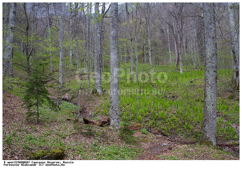 ������������� ����, ���������� ������, ���������-���������� ����������, ������, ���, ������, �������� ������, ���������� ��������������� ����������, ���������� ��������������� ��������� ���������� ���������� ����� �. �. �����������, �����, �������, ������,, ��� ���������, Fagus orientalis, ���, ������, Fagus, Fagus, Fagus orientalis, ��� ���������, �������, �������� ������, ���, ������, ���������� ��������������� ����������, ���������� ��������������� ��������� ���������� ���������� ����� �. �. �����������, ���������-���������� ����������, ���������� ������, ������, ���, ������, ������, ����, ������������� ����