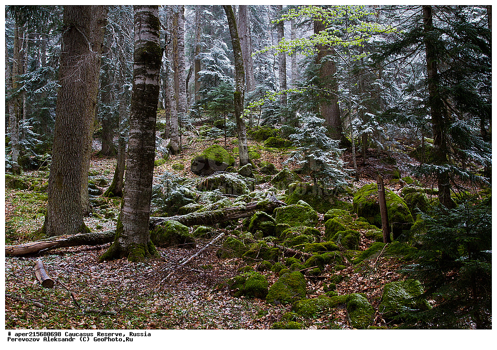 ������������� ����, ���������� ������, ���������-���������� ����������, ������, ���, ������, �������� ������, ���������� ��������������� ����������, ���������� ��������������� ��������� ���������� ���������� ����� �. �. �����������, ���������� � ��������������, �����, �����, �����, ����� ����������, ����� ���������, Abies nordmanniana, ����� ����������, Caucasian fir, Abies nordmanniana, ����� ���������, �����, ����������, 