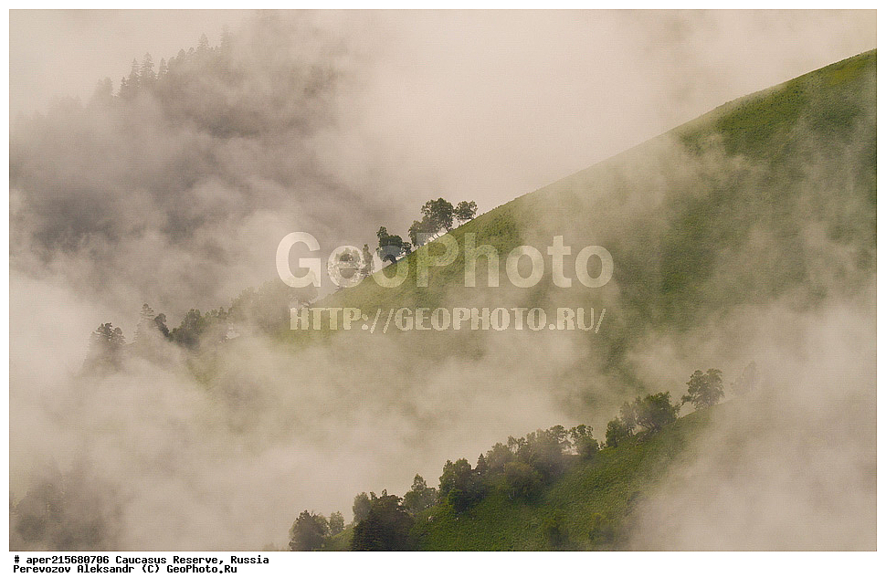 ������������� ����, ���������� ������, ���������-���������� ����������, ������, ���, ������, �������� ������, ���������� ��������������� ����������, ���������� ��������������� ��������� ���������� ���������� ����� �. �. �����������, ���������, �����, ������, ����, ���������, ����������, ��������, , Betula litwinowii, ������, ��������� ����������, ������ ���������, ����������, ���������� ���, ���������� ����, 