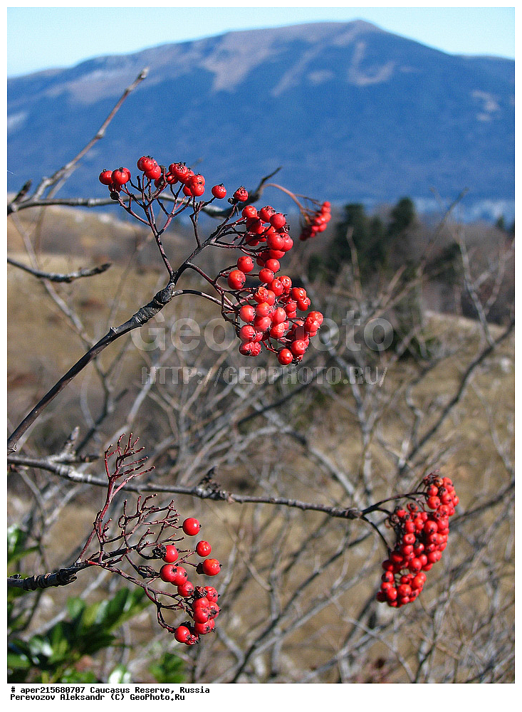 ������������� ����, ���������� ������, ���������-���������� ����������, ������, ���, ������, �������� ������, ���������� ��������������� ����������, ���������� ��������������� ��������� ���������� ���������� ����� �. �. �����������, ������ ��������, �����, ��������, ���������� ��������, ������������ ��������, ������������, �������, �����������, Rosaceae, ������, Sorbus sp., �����, ����, �����, �����, �����, ������ ������������, Sorbus aucuparia, �����, ������, ������, ���������� ����������, XYZ