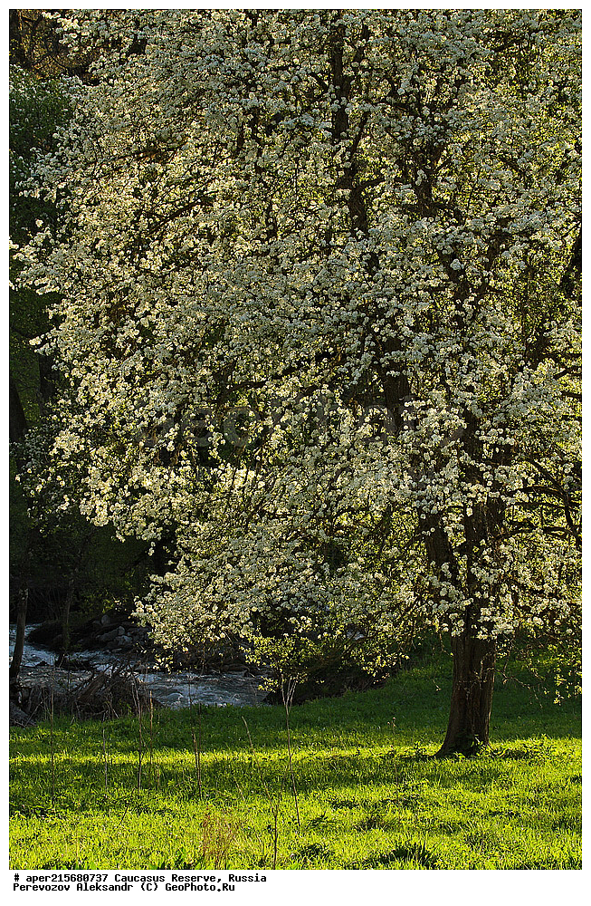 ������������� ����, ���������� ������, ���������-���������� ����������, ������, ���, ������, �������� ������, ���������� ��������������� ����������, ���������� ��������������� ��������� ���������� ���������� ����� �. �. �����������, ������ ��������, �����, ��������, ���������� ��������, ������������ ��������, ������������, �������, �����������, Rosaceae, ����� ����������, ����� �������, Pyrus caucasica, Pyrus balansae, Pyrus communis ssp. caucasica, �����, ������, ������, ���������� ����������