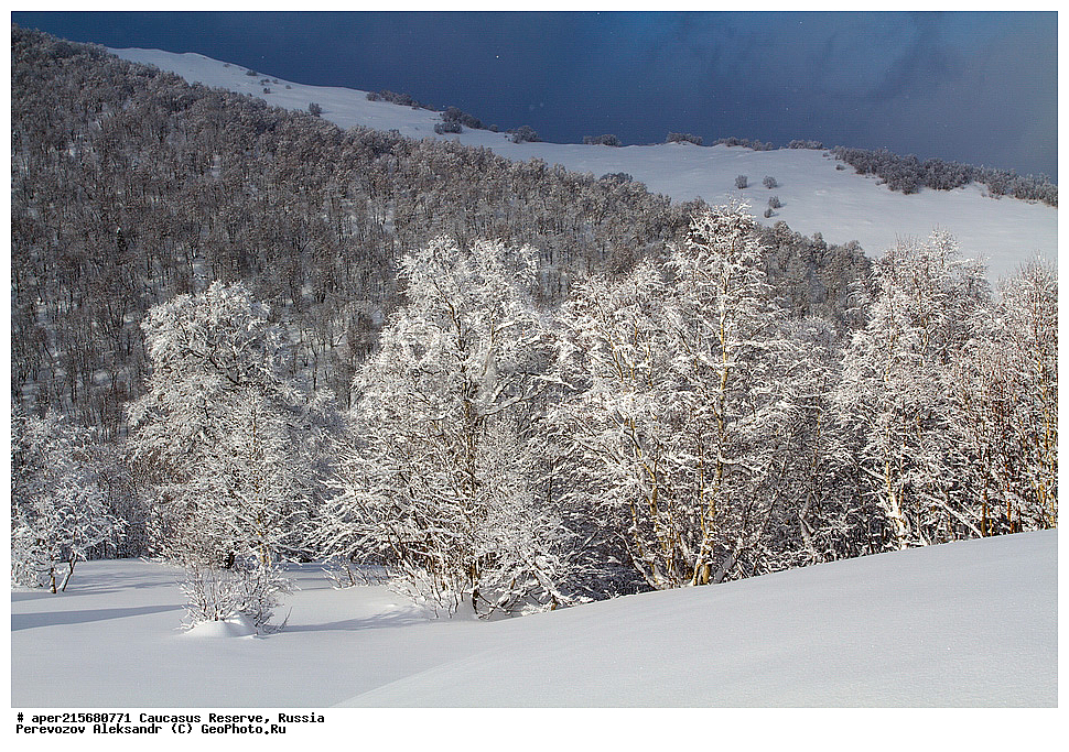 ������������� ����, ���������� ������, ���������-���������� ����������, ������, ���, ������, �������� ������, ���������� ��������������� ����������, ���������� ��������������� ��������� ���������� ���������� ����� �. �. �����������, ���������, �����, ������, ����, ���������, ����������, ��������, , Betula litwinowii, ������, ��������� ����������, ������ ���������, ����������, ���������� ���, ���������� ����, 