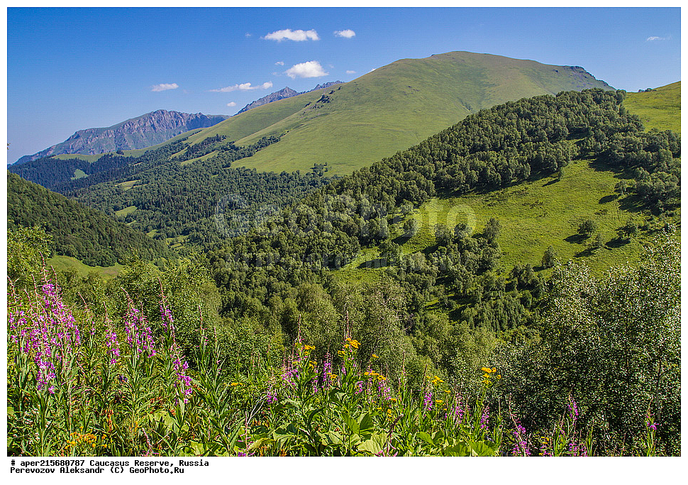 ������������� ����, ���������� ������, ���������-���������� ����������, ������, ���, ������, �������� ������, ���������� ��������������� ����������, ���������� ��������������� ��������� ���������� ���������� ����� �. �. �����������, ���������, �����, ������, ����, �������� ������, ���������, ����������, ��������, , Betula litwinowii, ������, ��������� ����������, ������ ���������, ����������, ���������� ���, ���������� ����, 