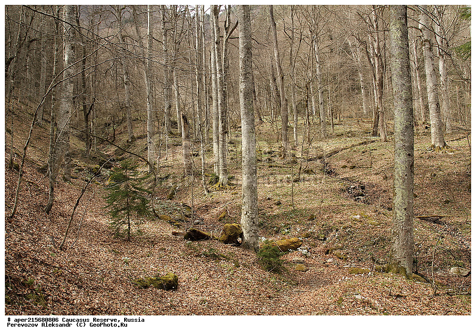 ������������� ����, ���������� ������, ���������-���������� ����������, ������, ���, ������, �������� ������, ���������� ��������������� ����������, ���������� ��������������� ��������� ���������� ���������� ����� �. �. �����������, ���������� � ��������������, �����, �����, ���, ����, �����, ����� ����������, ����� ���������, Abies nordmanniana, ����� ����������, Caucasian fir, Abies nordmanniana, ����� ���������, �����, ����������, 