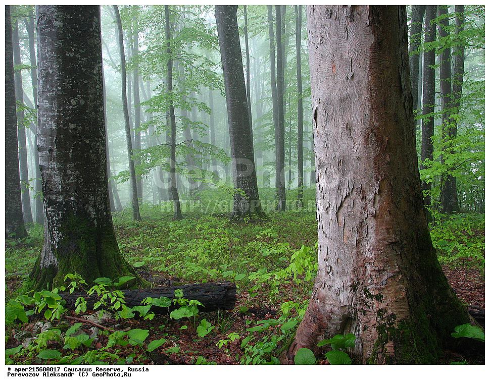 ������������� ����, ���������� ������, ���������-���������� ����������, ������, ���, ������, �������� ������, ���������� ��������������� ����������, ���������� ��������������� ��������� ���������� ���������� ����� �. �. �����������, ����, �������, ������,, ��� ���������, Fagus orientalis, ���, ������, Fagus, Fagus, Fagus orientalis, ��� ���������, �������, �������� ������, ���, ������, ���������� ��������������� ����������, ���������� ��������������� ��������� ���������� ���������� ����� �. �. �����������, ���������-���������� ����������, ���������� ������, ������, ���, ������, ������, ����, ������������� ����