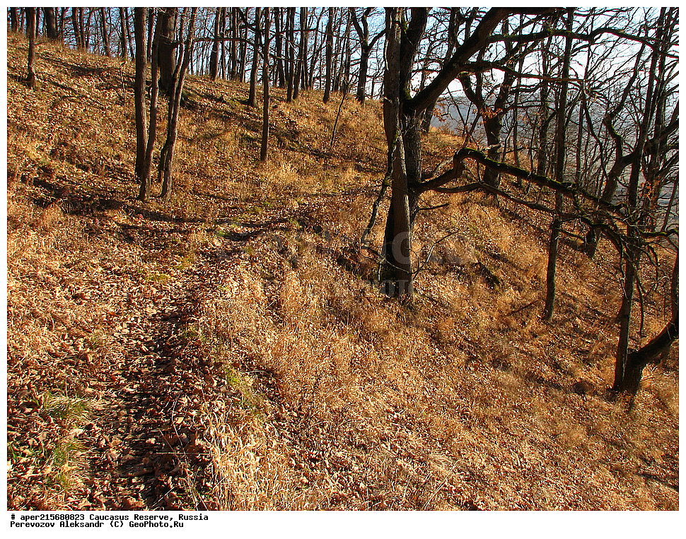 ������������� ����, ���������� ������, ���������-���������� ����������, ������, ���, ������, �������� ������, ���������� ��������������� ����������, ���������� ��������������� ��������� ���������� ���������� ����� �. �. �����������, �������, ������,, ���, Quercus, ��� ����������, Quercus robur, ���, ��� ����������, Quercus robur, ���