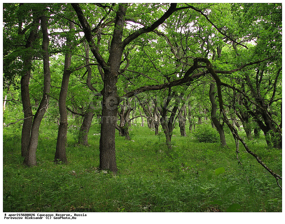 ������������� ����, ���������� ������, ���������-���������� ����������, ������, ���, ������, �������� ������, ���������� ��������������� ����������, ���������� ��������������� ��������� ���������� ���������� ����� �. �. �����������, �������, ������,, ���, Quercus, ��� ����������, Quercus robur, ���, ��� ����������, Quercus robur, ���